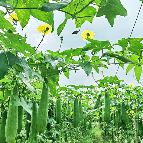 XƠ MƯỚP KHÔ Tắm Tẩy Tế Bào Chết, Sơ mướp Rửa Chén - Ảnh 5